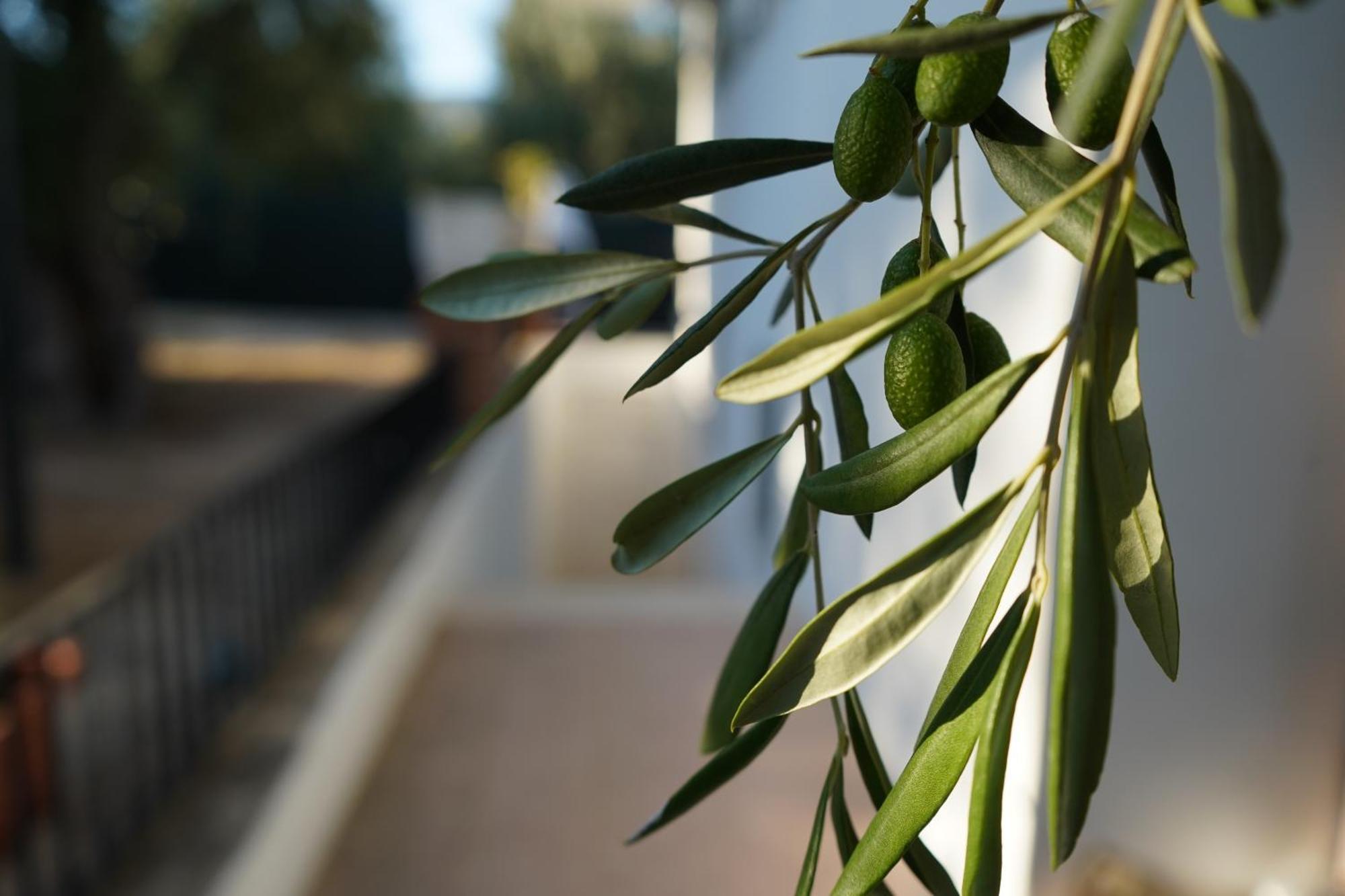 Olive&Sea Villa-Olive Mattinata Exteriér fotografie