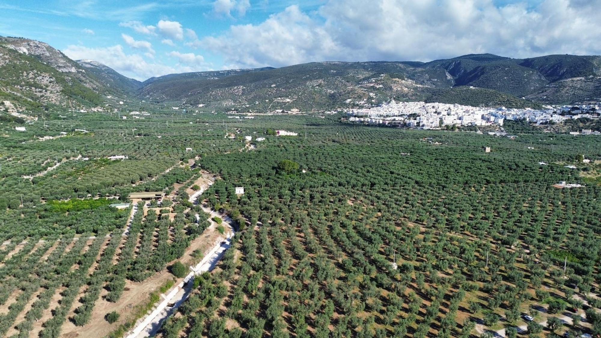Olive&Sea Villa-Olive Mattinata Exteriér fotografie